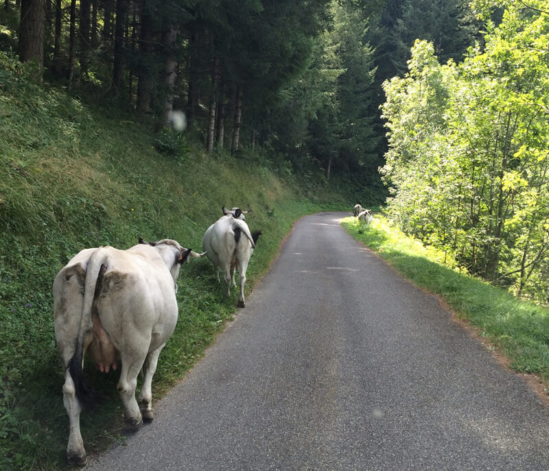 cows in the road of the French Pyrenees, Ariege