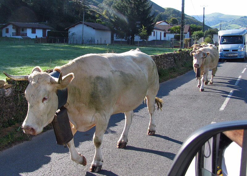 waiting for the cows to clear the road in the French Basque Pyrenees