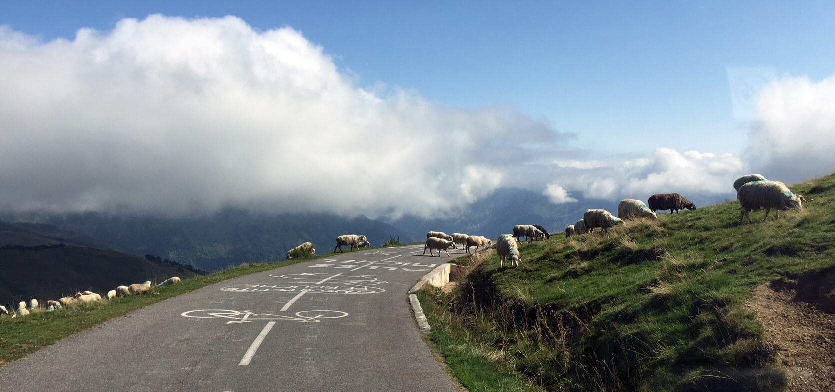 sheep crossing the road at the summit of the Col d'Aubsique